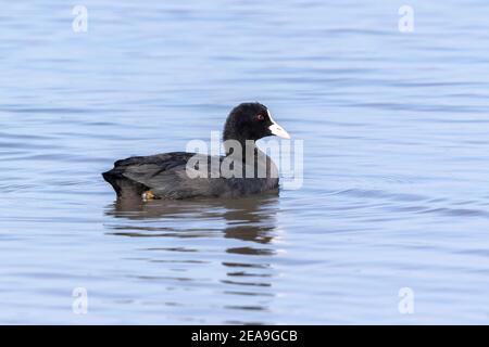 Coot eurasien, Fulica atra, adulte nageant sur l'eau, Norfolk, Angleterre, Royaume-Uni Banque D'Images