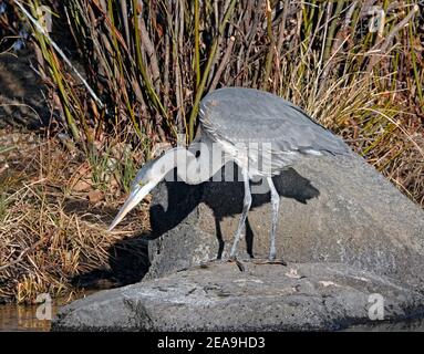 Portrait d'un grand héron bleu immature, Ardea herodias, à la recherche de nourriture le long de la rive d'un petit lac à Bend, Oregon. Banque D'Images