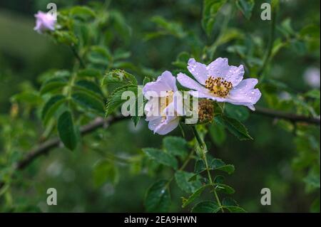 Chien fleurs roses, Rosa canina L., baigné dans une pluie légère Banque D'Images