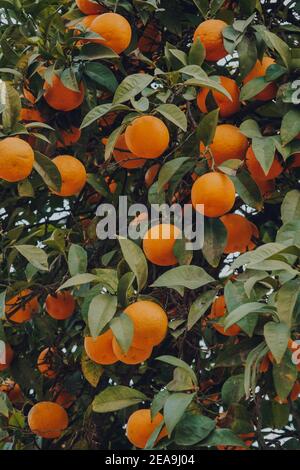 Beaucoup d'oranges sur des orangers décoratifs dans une rue à Séville, Andalousie, Espagne. Banque D'Images