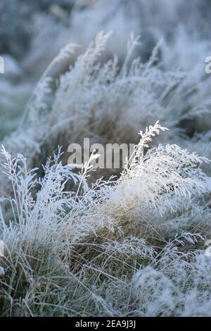 Gel sur les herbes sauvages Banque D'Images