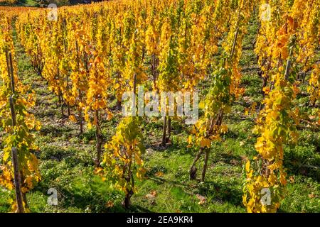 Vignobles près de Mayschoss dans la vallée de l'Ahr en automne, Rhénanie-Palatinat, Allemagne Banque D'Images