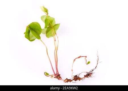 Sorrel de bois d'herb médicinal (Oxalis acétosella, Shamrock) isolé sur fond blanc.Fleur sauvage avec feuilles en forme de coeur, racine et bourgeon de fleur Banque D'Images