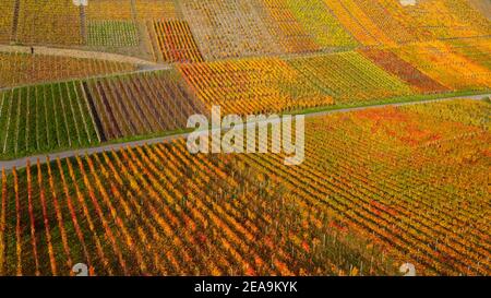 Vignobles près de Dernau dans la vallée de l'Ahr, Rhénanie-Palatinat, Allemagne Banque D'Images