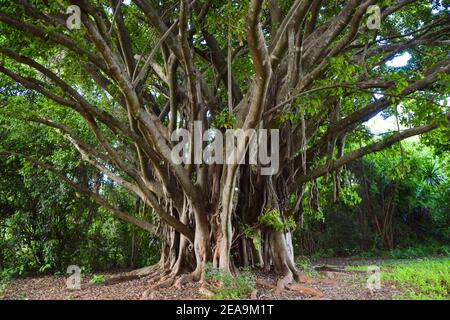 Ficus chirindensis figue au Zimbabwe Banque D'Images