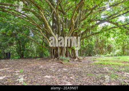 Ficus chirindensis figue au Zimbabwe Banque D'Images
