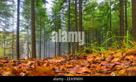 Forêt de conifères en automne près de Kastel-Staadt, vallée du Saar, Rhénanie-Palatinat, Allemagne Banque D'Images