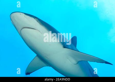 Requin Galapagos (Carcharhinus galapagensis), île Cocos, Costa Rica, Pacifique, Océan Pacifique Banque D'Images