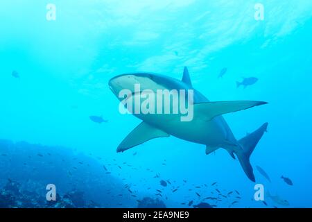 Requin Galapagos (Carcharhinus galapagensis), île Cocos, Costa Rica, Pacifique, Océan Pacifique Banque D'Images