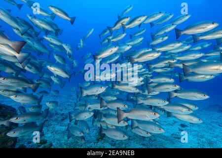 Vivaneau (Lutjanus aratus), école de poissons, île Cocos, Costa Rica, Pacifique, Océan Pacifique Banque D'Images