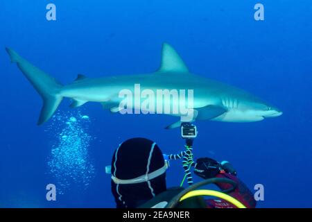 Requin Galapagos (Carcharhinus galapagensis) et plongeur avec caméra, île Cocos, Costa Rica, Pacifique, Océan Pacifique Banque D'Images