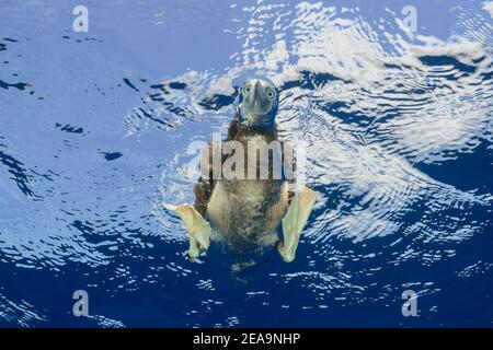 Booby à ventre blanc ou Booby brun (Sula leucogaster) sous-marin à la recherche de proies, île Cocos, Costa Rica, Pacifique, Océan Pacifique Banque D'Images