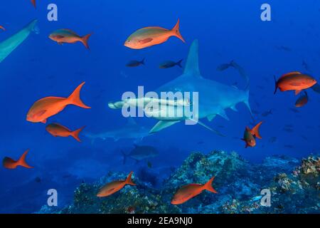 Requin-marteau (Sphyrna lewini) et bar créole rouge (Paranthias colonus), île Cocos, Costa Rica, Pacifique, Océan Pacifique Banque D'Images