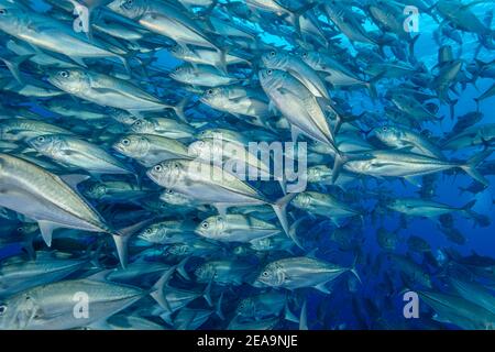 École de maquereau bigèse (Caranx sexfasciatus), île Cocos, Costa Rica, Pacifique, Océan Pacifique Banque D'Images