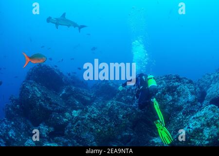 Requin-taupe boréen (Sphyrna lewini) et plongeur, île Cocos, Costa Rica, Pacifique, Océan Pacifique Banque D'Images