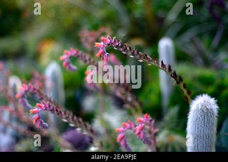 Fleurs succulentes,fleurs succulentes,secheveria mully locks,secheveria mully locks pic de fleurs,fleurs,echeverias,succulentes,succulentes,fleurs,RM Floral Banque D'Images