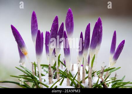 Les premières fleurs de Crocus violet annonçant que le printemps vient avec un fond de bokeh. Crocus est un genre de plantes à fleurs de la famille des iris Banque D'Images