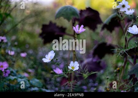 Fleurs cosmos cosmos blanches, fleurs, senecio cristobalensis, roldana petasitis, Velvet Senecio, feuille pourpre, feuilles, feuillage, mixte plantation sch Banque D'Images