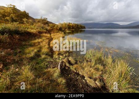 Herbes illuminées par un faible soleil d'automne qui se réfléchit Derwent Water Lake District Cumbria Banque D'Images