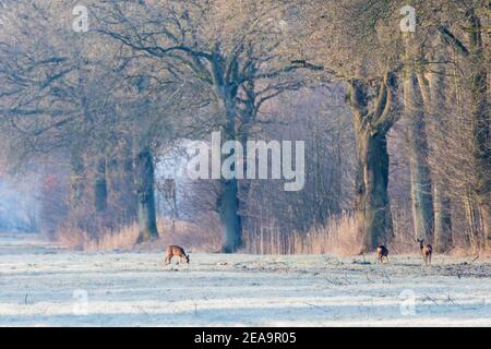 Cerf paître tôt le matin sur un pare-brise couvert Prairie avec de grands arbres sur le bord de l'Elbe Vallée Banque D'Images