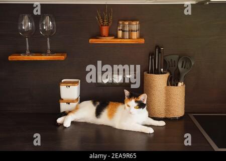 Mignon tricolore domestique maison court chaton allongé sur table de cuisine le jour ensoleillé. Intérieur scandinave au design moderne avec plantes et accessoires Banque D'Images