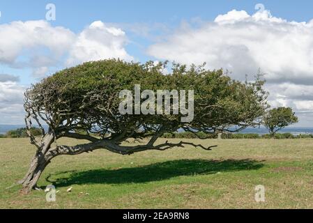 Arbre Hawthorn en forme de vent (Crataegus monogyna) sur Ballard Down, Château de Corfe, Dorset, Royaume-Uni, août. Banque D'Images