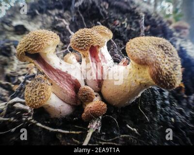 Champignon humungeux. Gros plan de la nature dans la forêt, champignons Banque D'Images