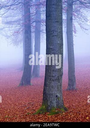 Europe, Allemagne, Hesse, arrière-pays, Parc naturel de Lahn-Dill-Bergland, Biedenkopf, sangsues européennes dans le brouillard de novembre Banque D'Images