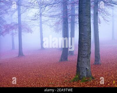 Europe, Allemagne, Hesse, arrière-pays, Parc naturel de Lahn-Dill-Bergland, Biedenkopf, sangsues européennes dans le brouillard de novembre Banque D'Images