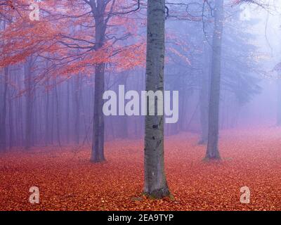 Europe, Allemagne, Hesse, arrière-pays, Parc naturel de Lahn-Dill-Bergland, Biedenkopf, sangsues européennes dans le brouillard de novembre Banque D'Images