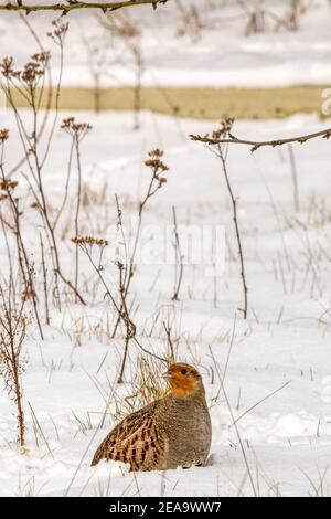 Perdix perdix, perdrix gris mâle, dans la neige de Norfolk. Banque D'Images