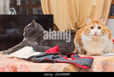 Deux chats très vrais gris et rouge dans sa propre maison chambre intérieure Banque D'Images