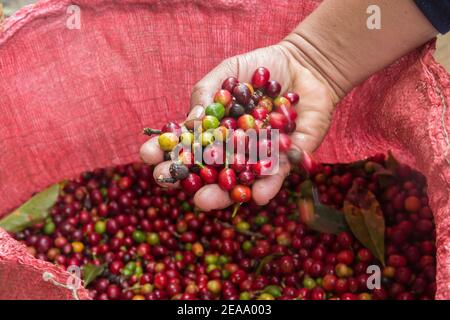 Lac Atitlan Guatemala quelques grains de café fraîchement cueillis dans un sac. Banque D'Images