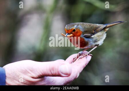 Robin Redbreast au Royaume-Uni Banque D'Images