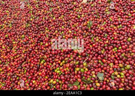 Grains de café rouges fraîchement cueillis. Banque D'Images