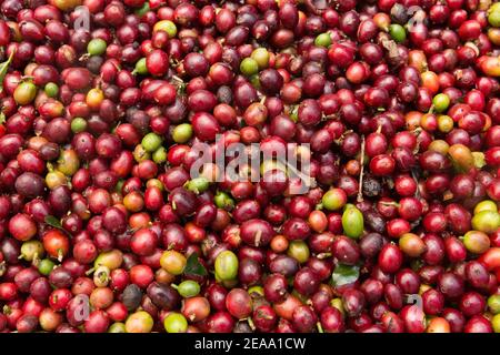 Grains de café rouges fraîchement cueillis. Banque D'Images