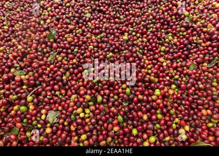 Grains de café rouges fraîchement cueillis. Banque D'Images