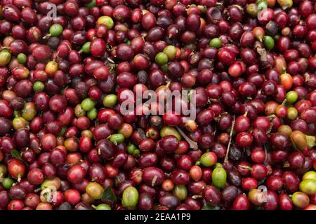 Grains de café rouges fraîchement cueillis. Banque D'Images