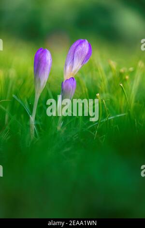 Un portrait de trois fleurs de crocus debout dans l'herbe d'une pelouse dans un jardin. Les fleurs violettes sont presque fermées et ont une tige blanche. Ils sont un Banque D'Images