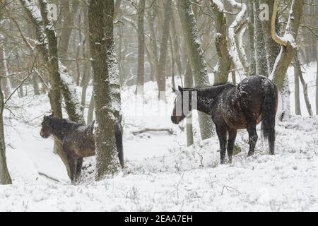 Deux chevaux sauvages (New Forest Pony) dans une forêt de chêne avec de la neige sur les arbres et sur les chevaux Banque D'Images