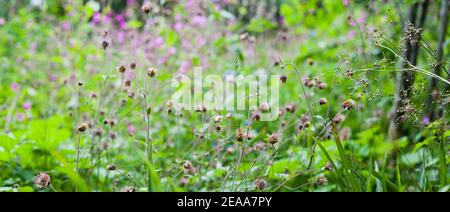 Avens d'eau - Geum Rivale - belles fleurs sauvages pourpres et pêche dans la faune sauvage jardin de prairie naturel. Banque D'Images