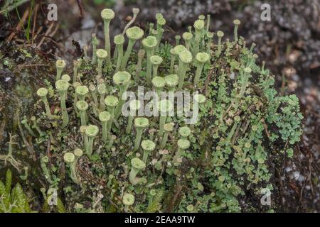 Une trompette Lichen, Cladonia fimbriata, qui pousse dans une souche sur la lande, Wareham Forest. Banque D'Images