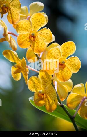 Panicule d'orchidée Vanda, jaune, Vietnam Banque D'Images