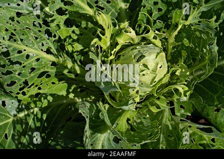 Plante de chou mangée par des insectes nuisibles de caterpillar : dommages importants Banque D'Images