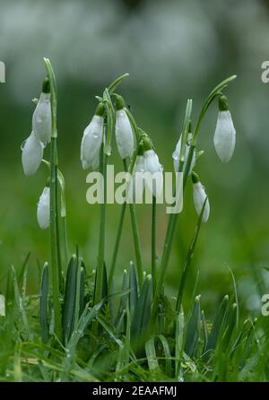 Gouttes de neige, Galanthus nivalis, en fleurs en hiver. Naturalisé au Royaume-Uni. Banque D'Images