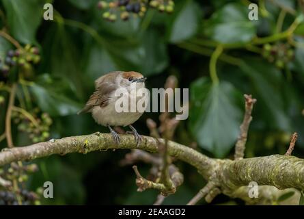 Femelle Blackcap, Sylvia atricapilla, perchée sur branche dans pommier en hiver, à la recherche de myrtilles de Mistletoe. Banque D'Images