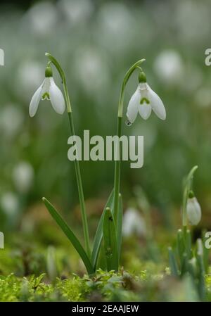 Gouttes de neige, Galanthus nivalis, en fleurs en hiver. Naturalisé au Royaume-Uni. Banque D'Images