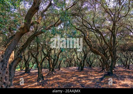 Forêt méditerranéenne, bio-agriculture. Oliviers. Île de Corfou. Grèce Banque D'Images