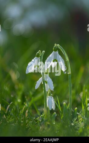 Gouttes de neige, Galanthus nivalis, en fleurs en hiver. Naturalisé au Royaume-Uni. Banque D'Images