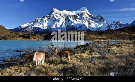 Guanacos devant les Cuernos et le lac Pehoe, parc national Torres del Paine, Patagonie, Chili